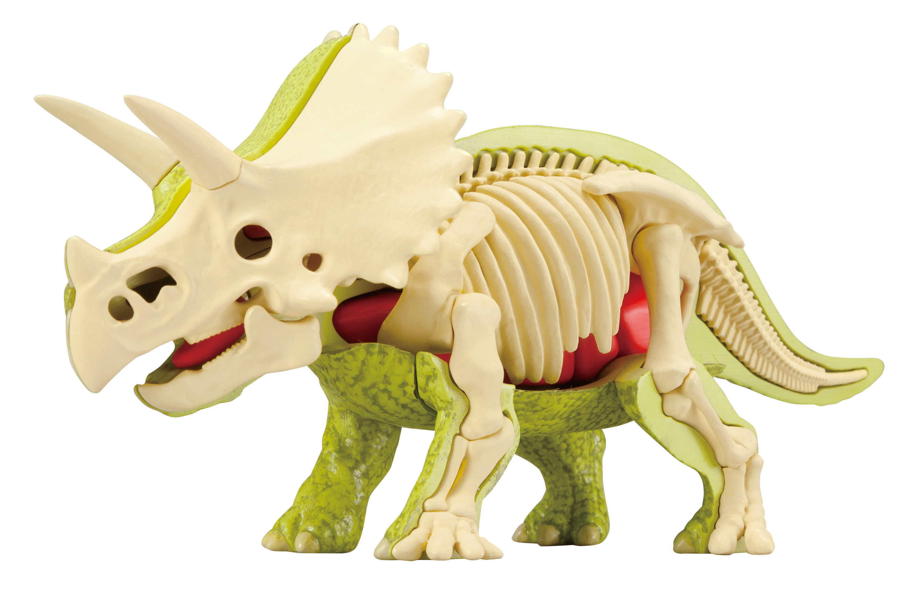 骨 と 内臓 を組み立ててトリケラトプスを復元 トリケラトプス復元パズル が21年6月下旬に発売 コロコロオンライン コロコロコミック公式